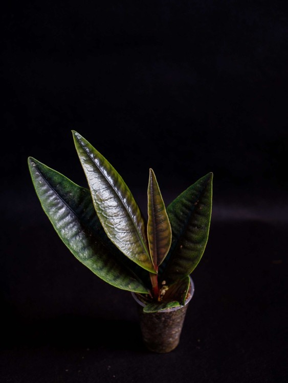 IMG_6217-min-scaled.jpg