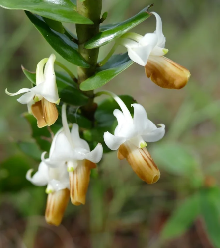 webpc-passthru-5.png