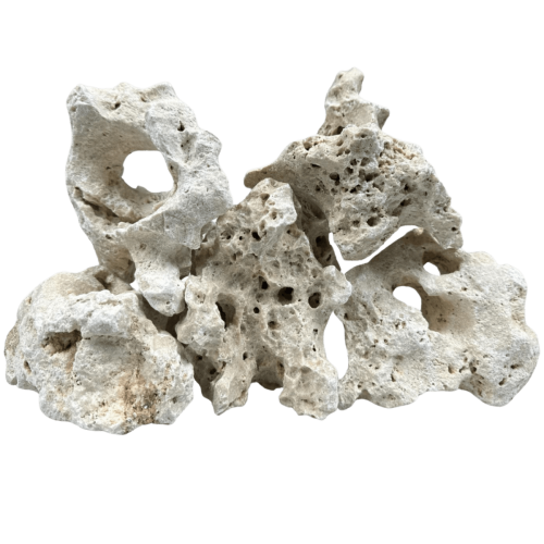 Wapień filipiński 10-20 cm