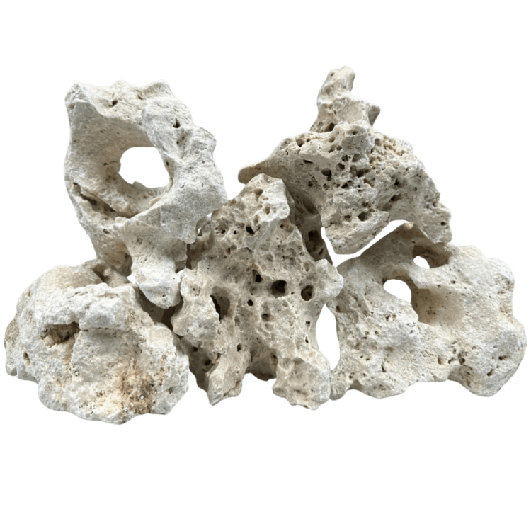 Wapień filipiński 10-20 cm