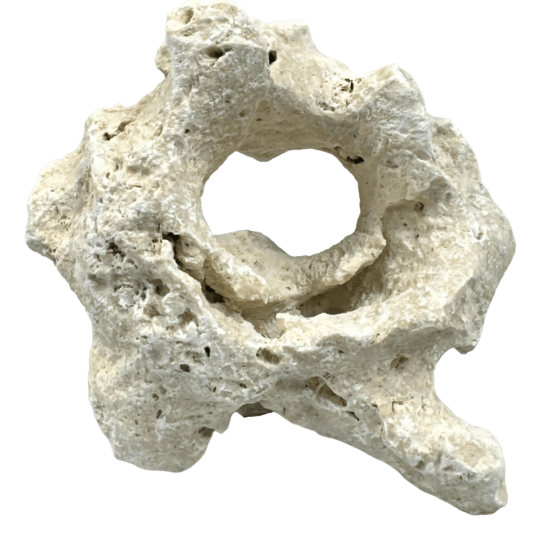 Wapień filipiński 10-20 cm