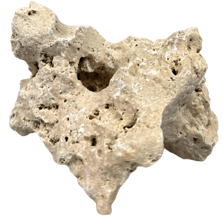 Wapień filipiński 10-20 cm