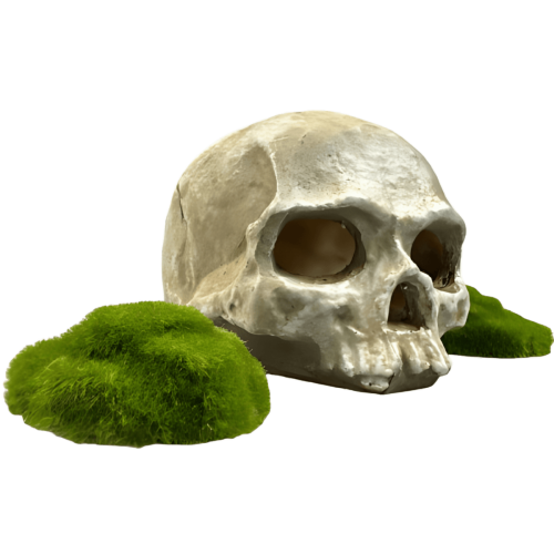 Czaszka człowieka z żywicy