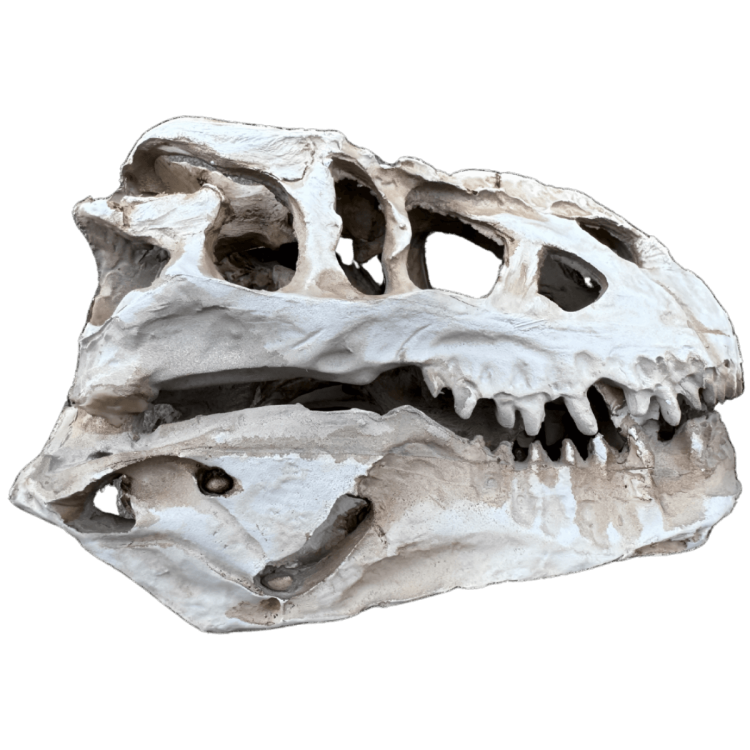 Czaszka dinozaura z żywicy