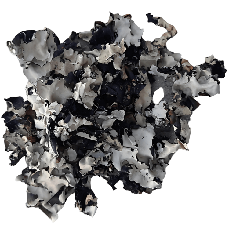 Porost czarny 25g